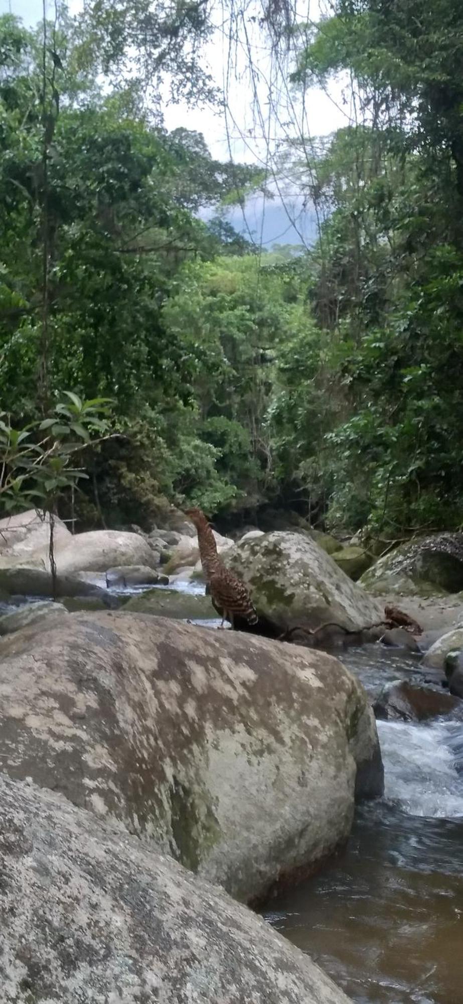 Recanto Da Margo 1, Casa Com Acesso A Cachoeira Parati Exterior foto